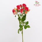 Rose Spray Neil Diamond - (8-10 Stems)