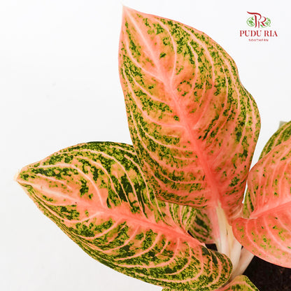 Aglaonema Orange Widuri