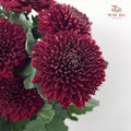 Chrysanthemum Ping Pong Dark Red - (10-12 Stems)