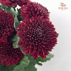 Chrysanthemum Ping Pong Dark Red - (10-12 Stems)