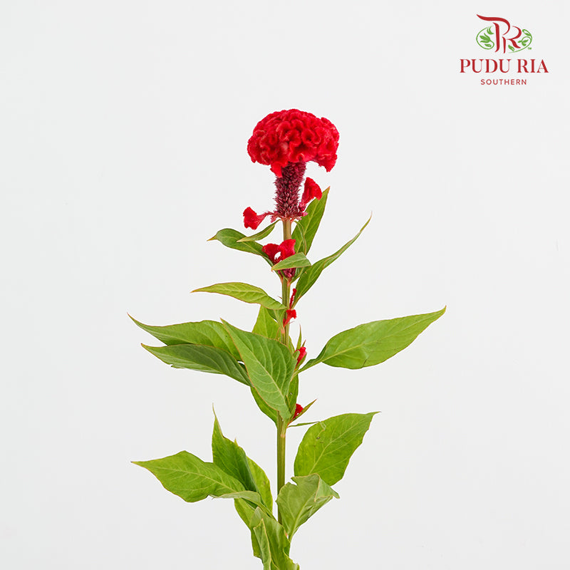 Celosia Red 鸡冠花 - (5 Stems)