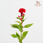Celosia Red 鸡冠花 - (5 Stems)