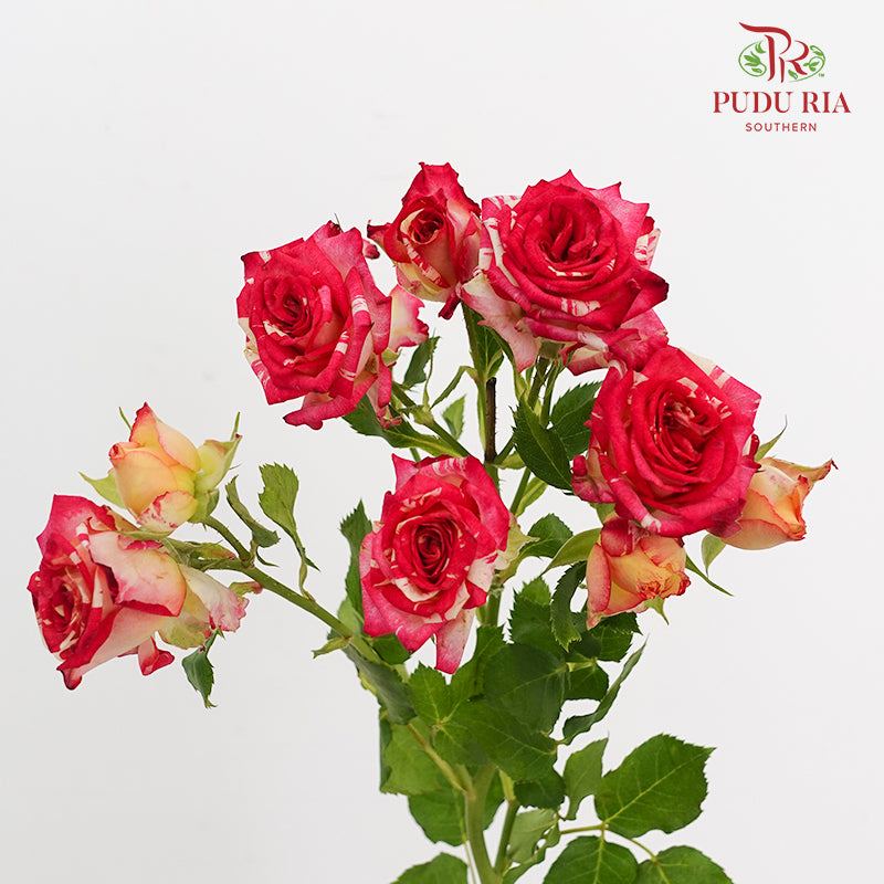 Rose Spray Neil Diamond - (8-10 Stems)