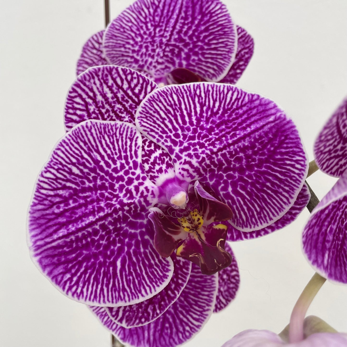 Phalaenopsis Orchid Purple Spot Line Big Single Stem