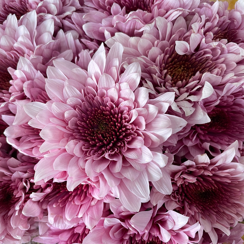 Chrysanthemum Pompom Two Tone Purple 1 - (10-12 Stems)