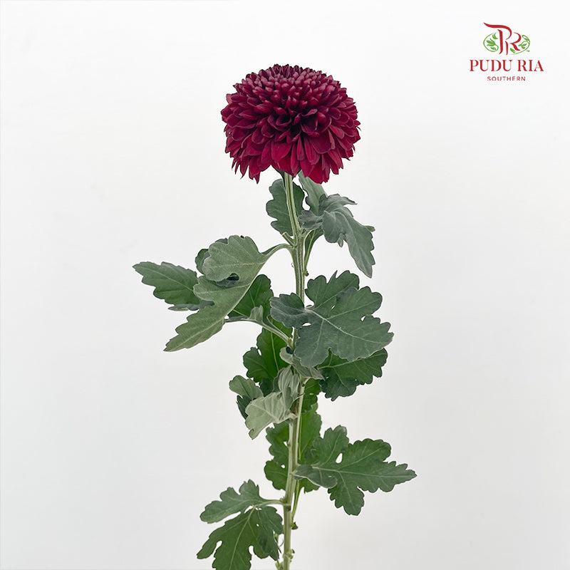 Chrysanthemum Ping Pong Dark Red - (10-12 Stems)