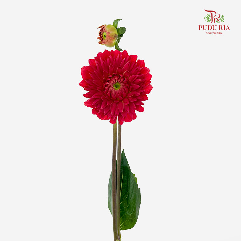 Dahlia Hybrida Red 红色奔跑大理花 - (5 Stems)