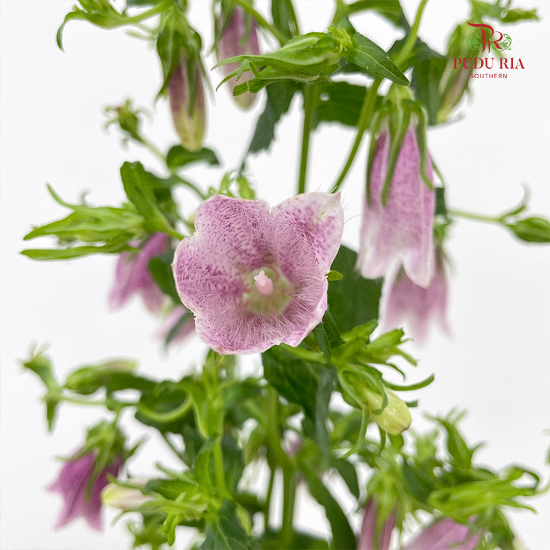 Spotted Bellflower (Campanula Punctata) 紫斑风铃草 - (Per Bundle)