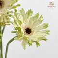 Gerbera Pastini Arona - (8-10 Stems)