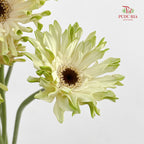 Gerbera Pastini Arona - (8-10 Stems)