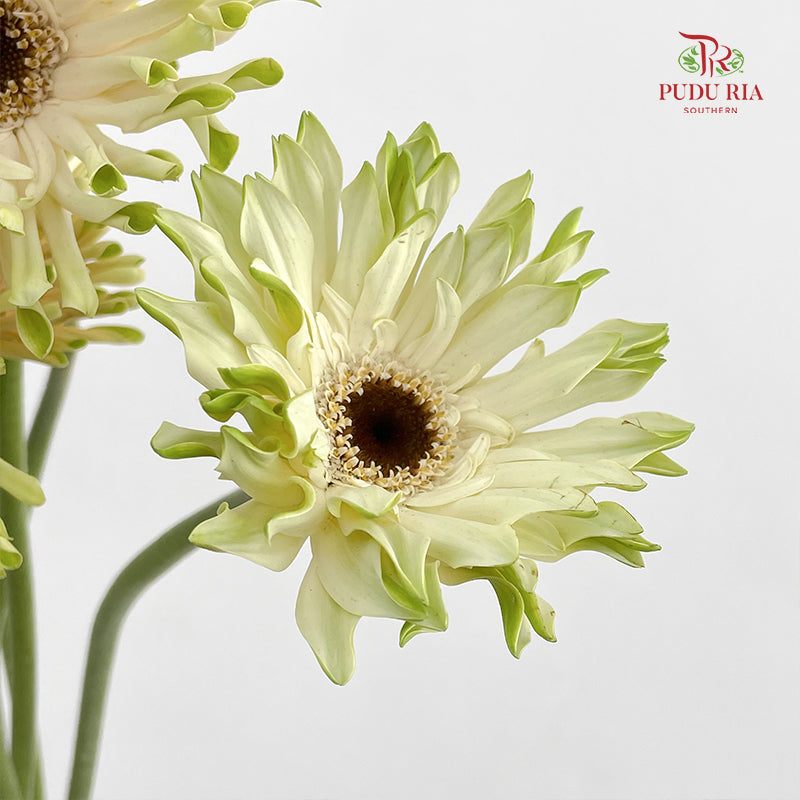 Gerbera Pastini Arona - (8-10 Stems)