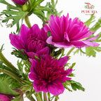Anemone Purple 银莲花 - (Per Bundle)
