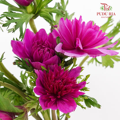 Anemone Purple 银莲花 - (Per Bundle)