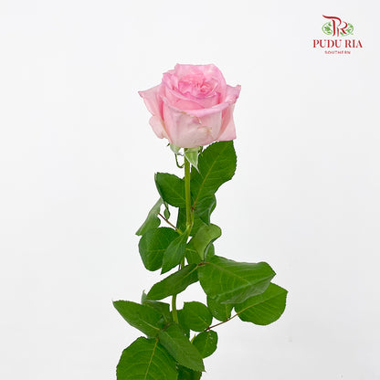 Rose Litchi Pink - (9 - 10 Stems)