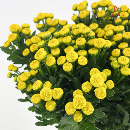 Chrysanthemum Santini / Calimero Mini Button Yellow