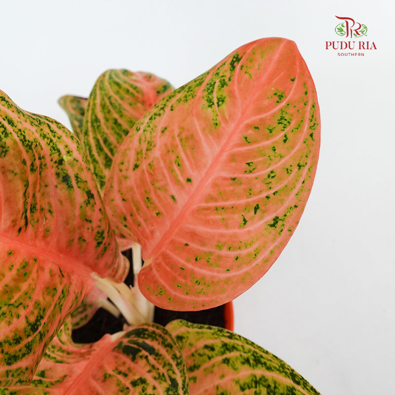 Aglaonema Orange Widuri