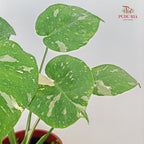 Monstera Thai Constellation