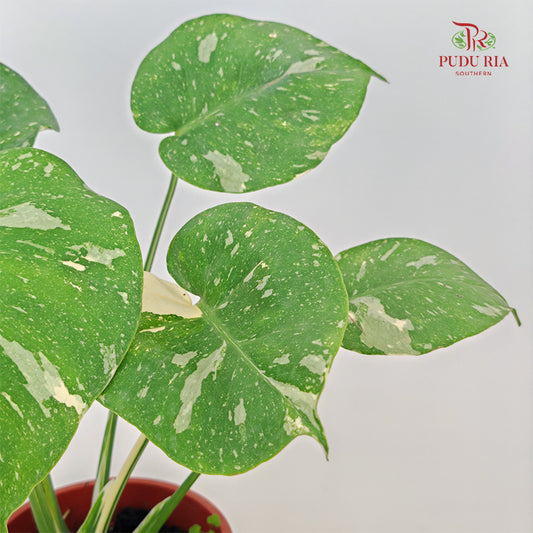 Monstera Thai Constellation