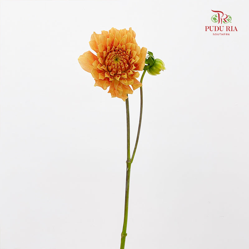 Dahlia Light Orange - (5 Stems)