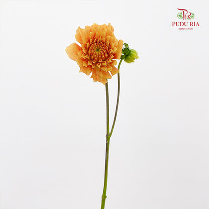 Dahlia Light Orange - (5 Stems)