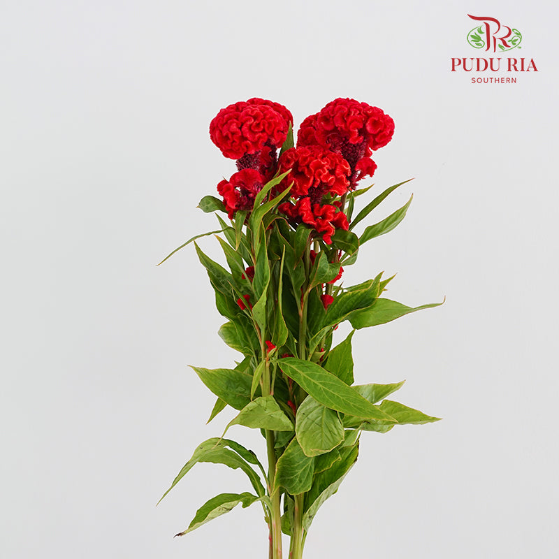 Celosia Red 鸡冠花 - (5 Stems)