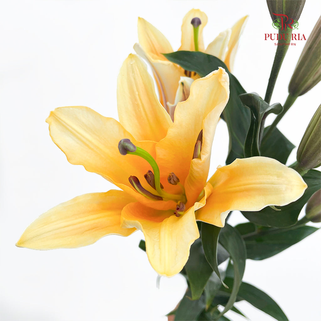 Lily Orange Sunset 百合 - (5 Stems)