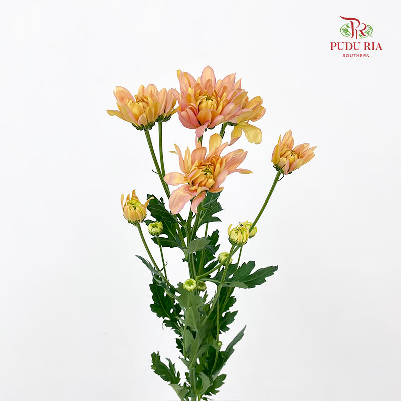Chrysanthemum Pompom Champagne 2 - (10-12 Stems)