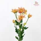 Chrysanthemum Pompom Champagne 2 - (10-12 Stems)