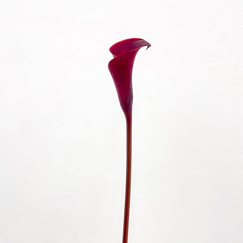 Calla Lily Red 海芋 - (5 Stems)