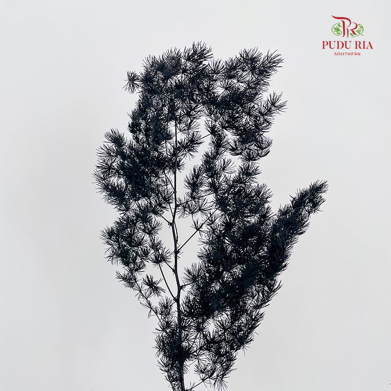 Preservative Asparagus Fern Black