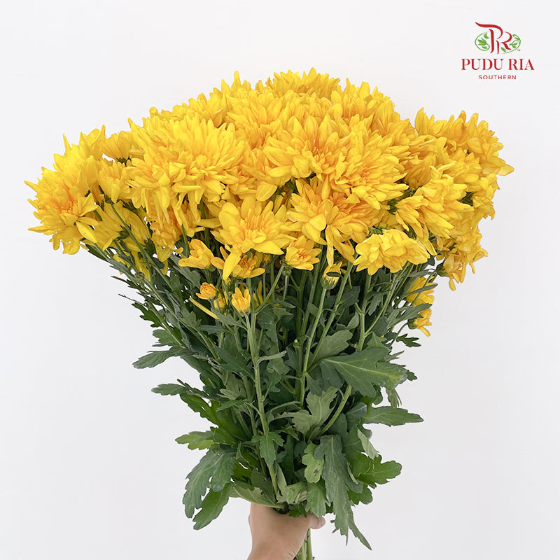 Chrysanthemum Pompom Yellow / Orange 1 - (10-12 Stems)