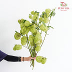 Gomphocarpus Physocarpus (Fruit Casa) - (Per Bundle)