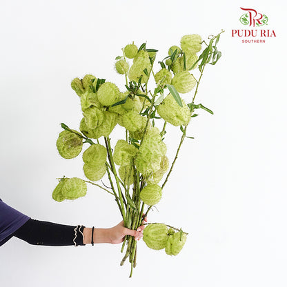 Gomphocarpus Physocarpus (Fruit Casa) - (Per Bundle)