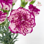 Carnation 康乃馨 Purple - (18-20 Stems)