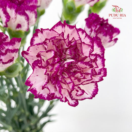 Carnation Purple / White (18-20 Stems)