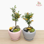 CNY Potted Plant Arrangement 2025#33