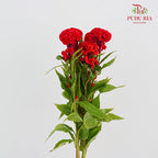 Celosia Round Red 鸡冠花 - (5 Stems)
