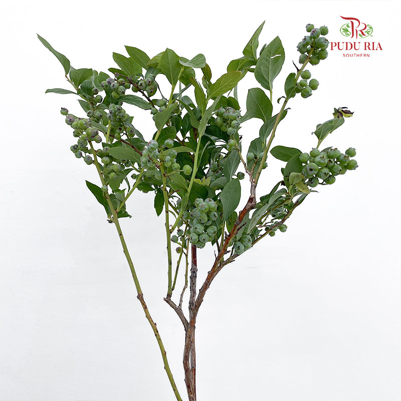 Vaccinium (Berry) - (2 Stems)