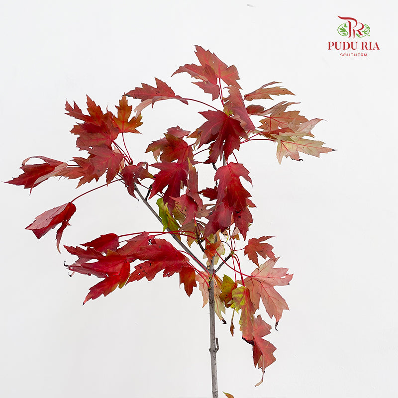 Maple Leaf/Fruit - (Per Bundle)
