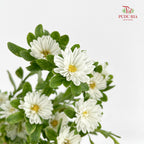 Mini Aster White 迷你翠菊 - (Per Bundle)