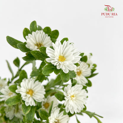 Mini Aster 迷你翠菊 White - (Per Bundle)