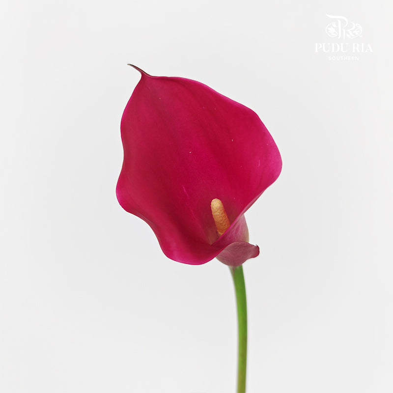 Calla Lily Pink 海芋 - (5 Stems)