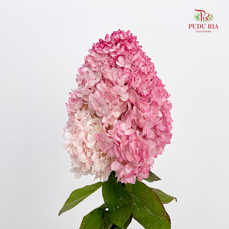 Hydrangea Dyed Pink 绣球花 - (Per Stem)