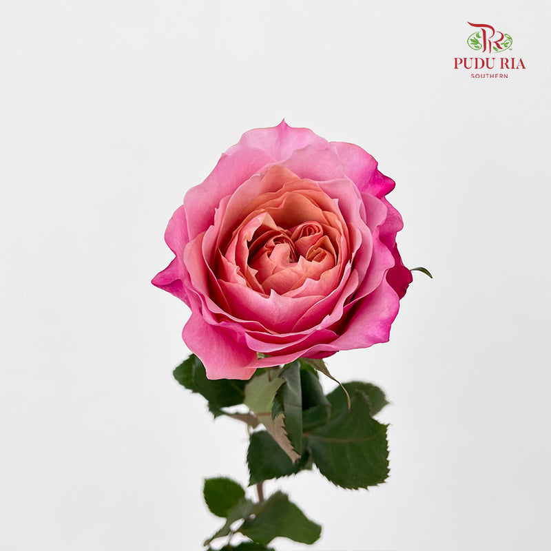 Rose Miyabi 玫瑰雅致 - (8-10 Stems)