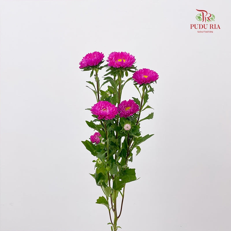 Aster Pink 翠菊 - (Per Bundle)