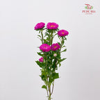 Aster Pink 翠菊 - (Per Bundle)