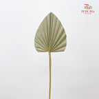 Dry Palm Natural - (5 Stems)