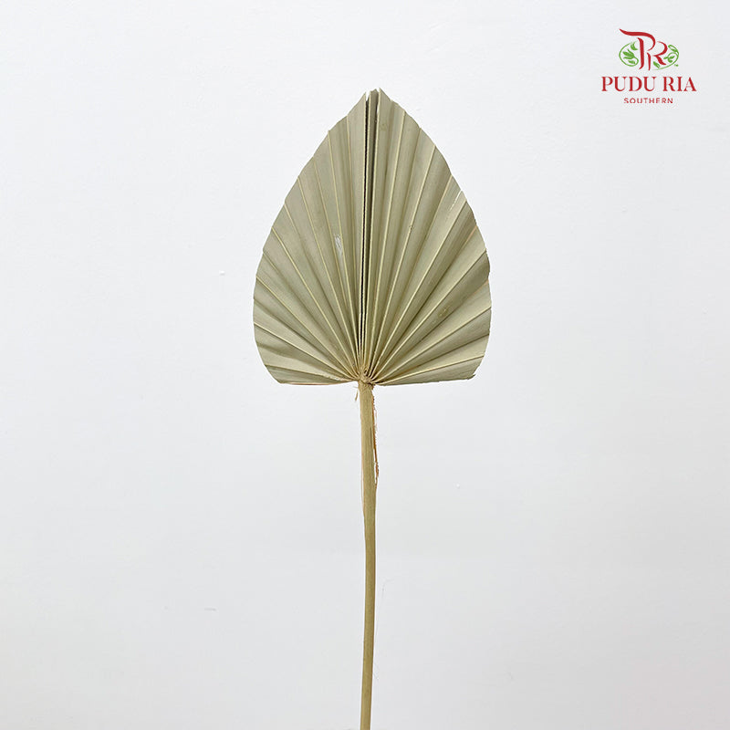Dry Palm Natural - (5 Stems)