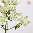 Nirvana Flower - (Per Bundle)