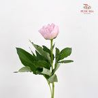 Peony Angel Cheek 天使脸颊芍药 - (2 Stems)